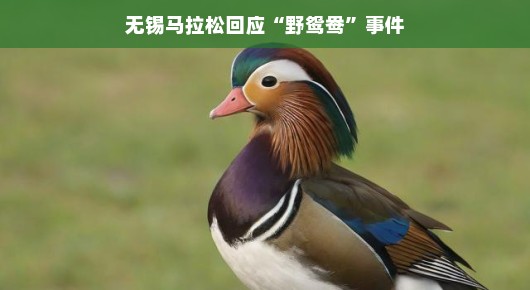 轻松一跑,鸳鸯也疯狂!无锡马拉松展现包容之美