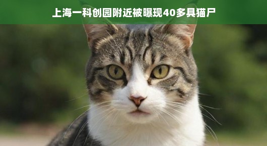 上海一科创园附近惊现40多具猫尸，引发关注热议
