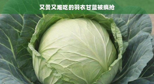 轻松谈羽衣甘蓝,一种被疯抢却难以让人心动的蔬菜
又贵又难吃的羽衣甘蓝,为何成为抢购热潮中的新星?