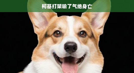 柯基打架失利,意外遭遇不幸事件