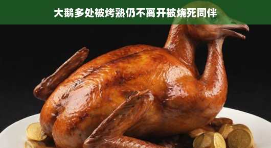 大鹅的忠诚与坚韧，即使多处被烤熟也不离不弃