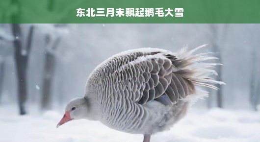 三月东北意外飘雪，鹅毛大雪成惊喜！春雪降临，礼物满天飞舞！