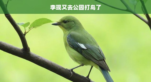 李现的公园打鸟日常，绿色生活中的别样乐趣