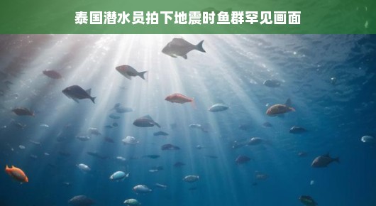 泰国潜水员海底探秘，地震瞬间揭秘鱼群独特反应，海底奇观大揭秘！，以轻松的语气描述了泰国潜水员在地震时捕捉到的海底奇观，展现了鱼群独特反应，揭示了海洋生命的神秘面纱，突出了海底世界的独特瞬间。