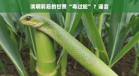 清明前后的甘蔗,谣言毒过蛇?探秘真相
