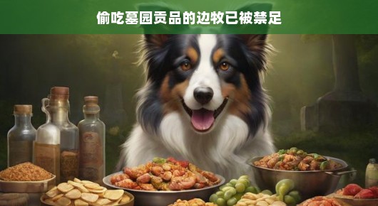 偷吃墓园贡品的边牧,一场意外引发的禁足之旅 偷吃墓园贡品的边牧,一场意外引发的禁足之旅