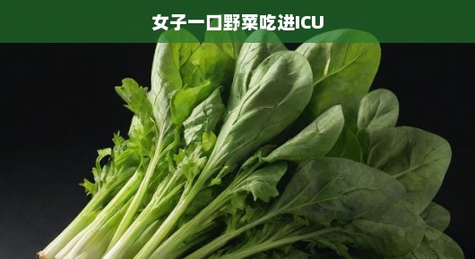 女子尝鲜野菜,意外进ICU—一次关于食物安全的深度探讨 女子尝鲜野菜,意外进ICU—一次关于食物安全的深度探讨
