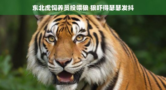 嘿，听好了！东北虎饲养员与狼群的超燃派对，投喂中的乐趣与惊喜，让人乐不思蜀！