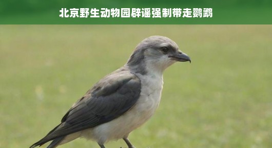 轻松解读北京野生动物园辟谣，鹦鹉事件背后的真相揭秘北京野生动物园辟谣，鹦鹉事件背后的故事