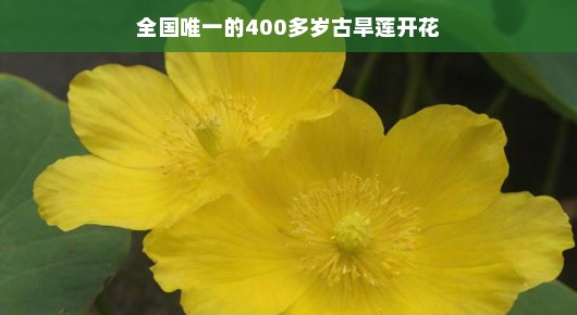 全国唯一的400多岁古旱莲绽放花朵