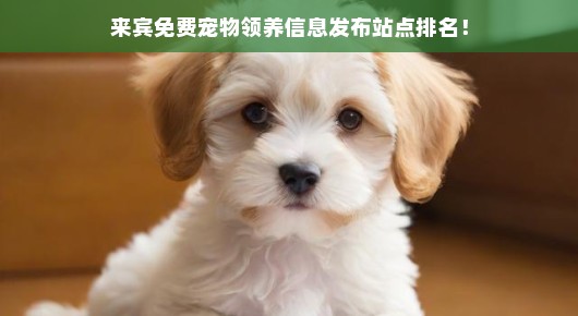 来宾免费宠物领养信息发布站点排名