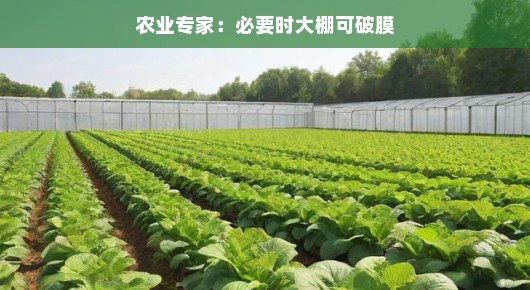 大棚种植的新视角，农业专家建议必要时可破膜