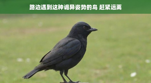 路边遇到这种诡异姿势的鸟？别担心，让我们先了解再行动路边偶遇奇异姿势鸟类，遇见时请保持安全距离