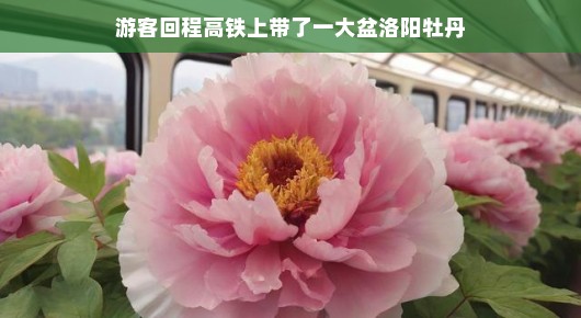 带回洛阳牡丹的奇妙旅程，高铁上的花之盛宴