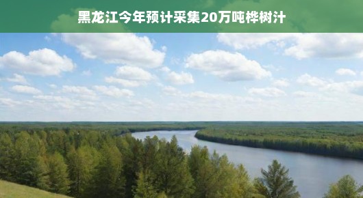 重磅好消息！黑龙江今年有望喜获20万吨天然桦树汁，大自然的馈赠来啦！辛勤付出终得丰厚回报，真是让人欢欣鼓舞！