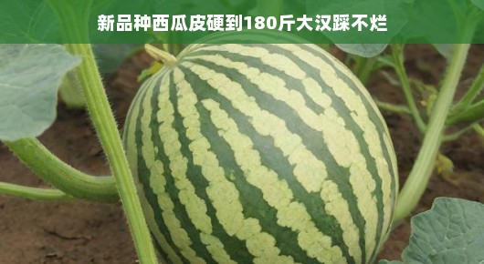 轻松种植下的奇迹，新品种西瓜皮硬得让180斤大汉都踩不烂