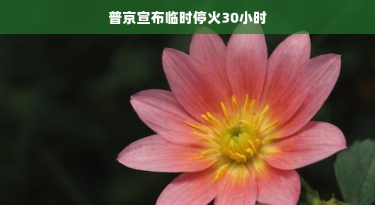 普京宣布短暂停火，和平之花绽放时刻，轻松时刻来临