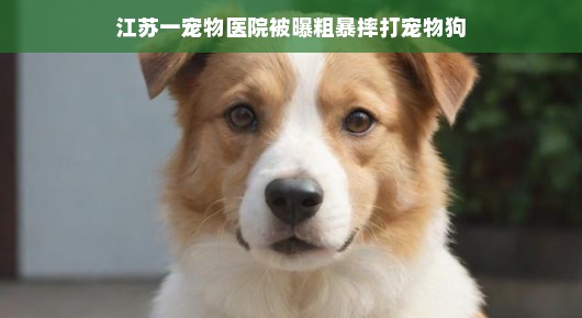 轻松视角看待江苏宠物医院被曝粗暴摔打宠物狗事件
江苏宠物医院遭遇风波，一起关注宠物福利