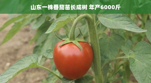 轻松种植，一株山东番茄苗长成参天大树，年产惊人六千斤