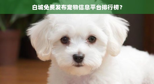 白城免费发布宠物信息平台排行榜