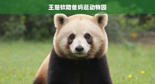 王楚钦与家人的温馨动物园之旅