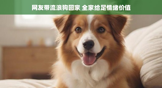 网友带流浪狗回家,全家共享爱与温暖