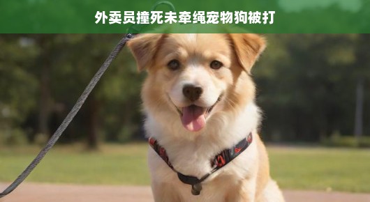 轻松视角下的外卖员撞死未牵绳宠物狗事件
意外中的纷争,外卖员撞死未牵绳宠物狗引发关注