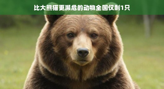 独行者,比大熊猫更濒危的动物,全国仅剩一只的奇迹 独行者,比大熊猫更濒危的动物,全国仅剩一只的奇迹