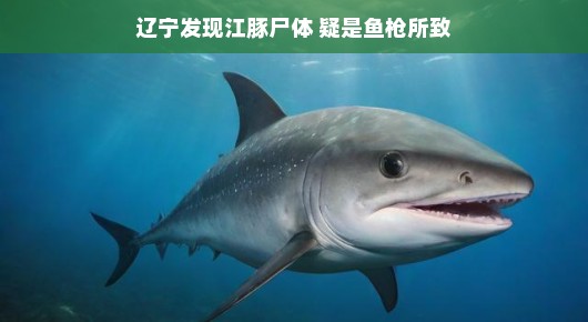 轻松视角下的辽宁江豚事件，发现江豚尸体，疑鱼枪所致