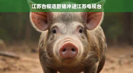 野猪大闹江苏电视台，意外访客引发关注，幕后趣事尽显轻松氛围