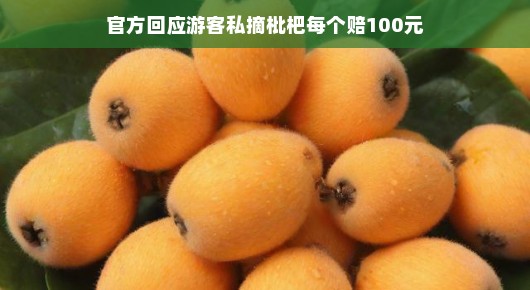 轻松应对游客私摘枇杷事件，官方回应每个赔100元