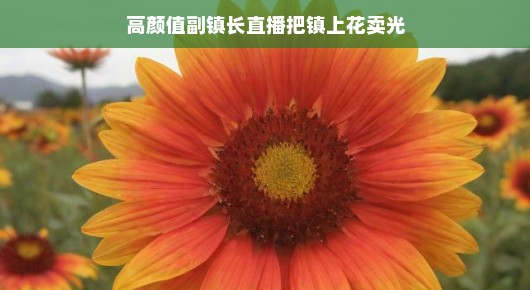 高颜值副镇长直播卖花，小镇花海瞬间清空