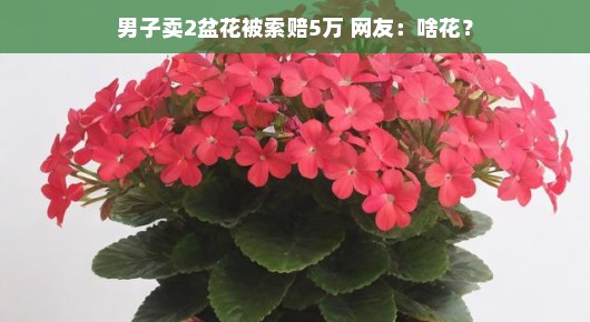 男子卖两盆花被索赔五万,网友惊呼,啥花这么值钱? 男子卖两盆花被索赔五万,网友惊呼,啥花这么值钱?