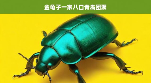 金龟子一家八口青岛团聚，小甲壳虫的大冒险