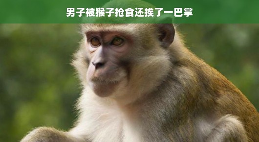 轻松应对,男子被猴子抢食还挨了一巴掌