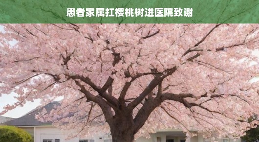 患者家属扛樱桃树进医院致谢，一份特别的感谢与温暖