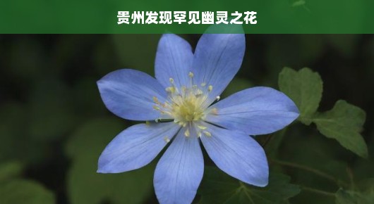 贵州发现罕见幽灵之花，自然之神秘，探索之乐趣