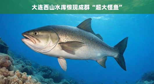 大连西山水库惊现成群超大怪鱼，神秘现象引发市民热议