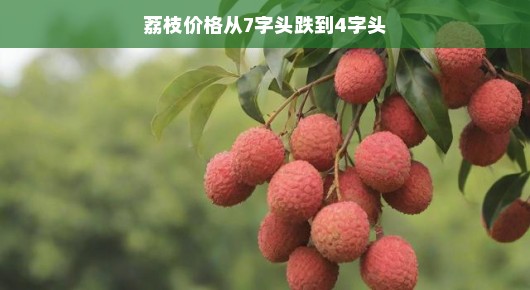 荔枝价格大跳水！从七字头到四字头，市场新变化，消费者的福音来啦！