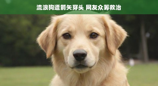 轻松拯救流浪狗，众筹行动展现人间大爱
流浪狗遭箭矢穿头，网友众筹救治展现爱心力量