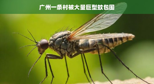 广州一村落遭遇巨型蚊围攻，意外开启夏日奇妙冒险之旅