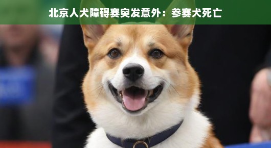 北京举办人犬障碍赛突发意外,参赛犬不幸离世