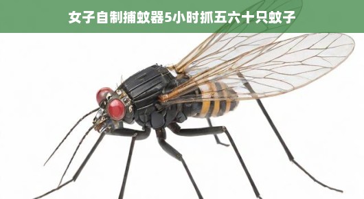 女子DIY捕蚊器，一夜捕获五六十只蚊子的奇妙经历