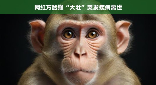 网红方脸猴大壮，一段美好的回忆