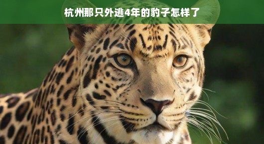 杭州那只外逃4年的豹子,现在过得怎么样了?
