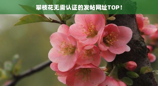攀枝花无需认证的发帖网址TOP 攀枝花无需认证的发帖网址TOP