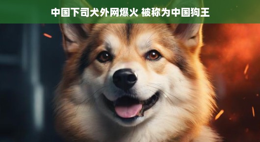 中国下司犬外网爆火，被称为中国狗王