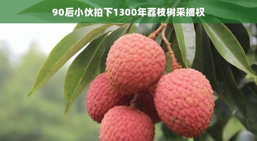 荔枝传奇,90后小伙竞得千年古荔采摘权