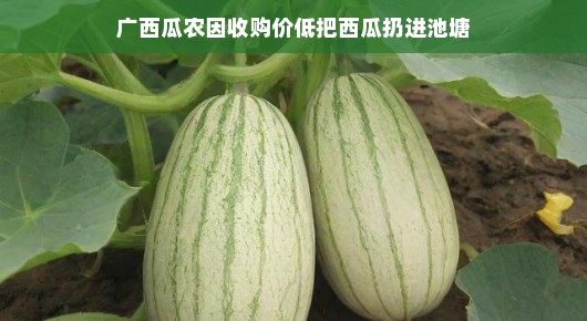 瓜农遇困境，广西瓜农因收购价低，无奈将西瓜扔进池塘