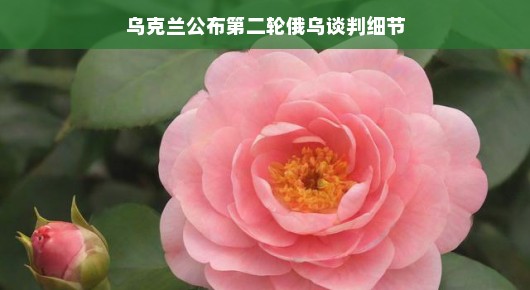 乌克兰公布第二轮俄乌谈判细节,期待和平之花绽放